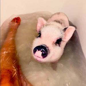 PHOTO TO ATTRACT YOUR ATTENTION read under the pic